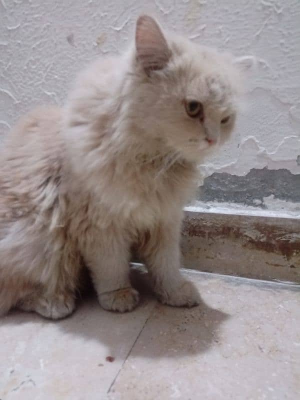 triple coat pure persian female breed,age 3years. . . 1