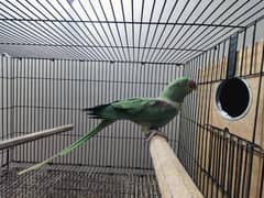 Green RAW Parrot Female Adult Breeder