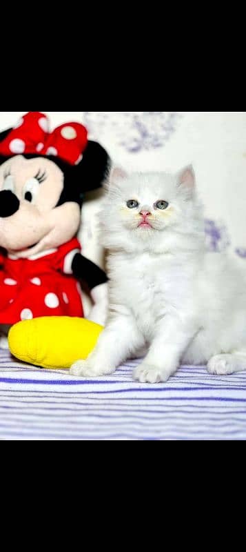 Persian Kitten Available 1