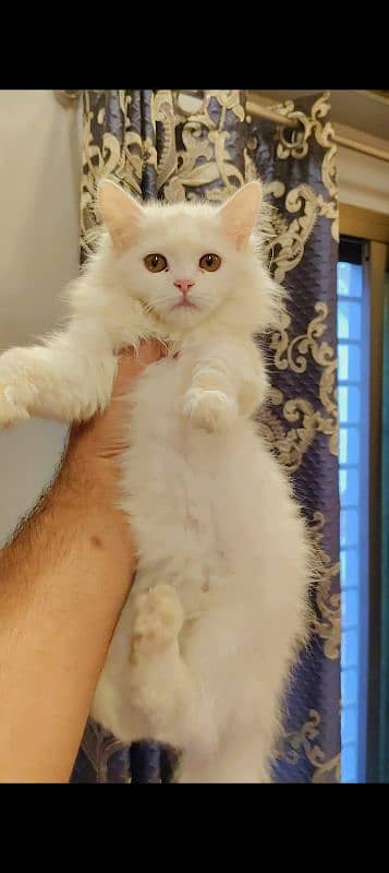 Persian Kitten Available 2