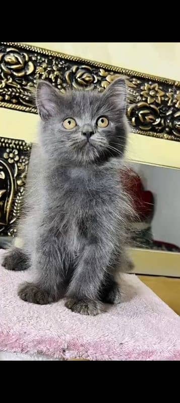 Persian Kitten Available 3