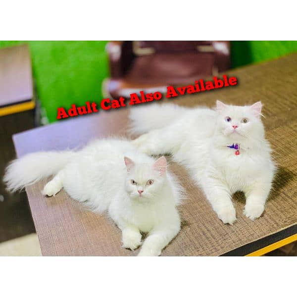 Persian Kitten Available 4