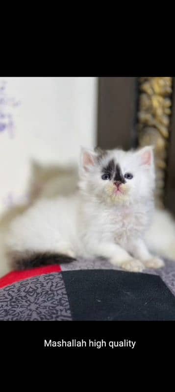 Persian Kitten Available 5