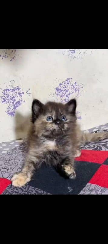 Persian Kitten Available 6