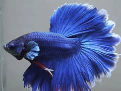 Imported metal blue half-moon betta 0