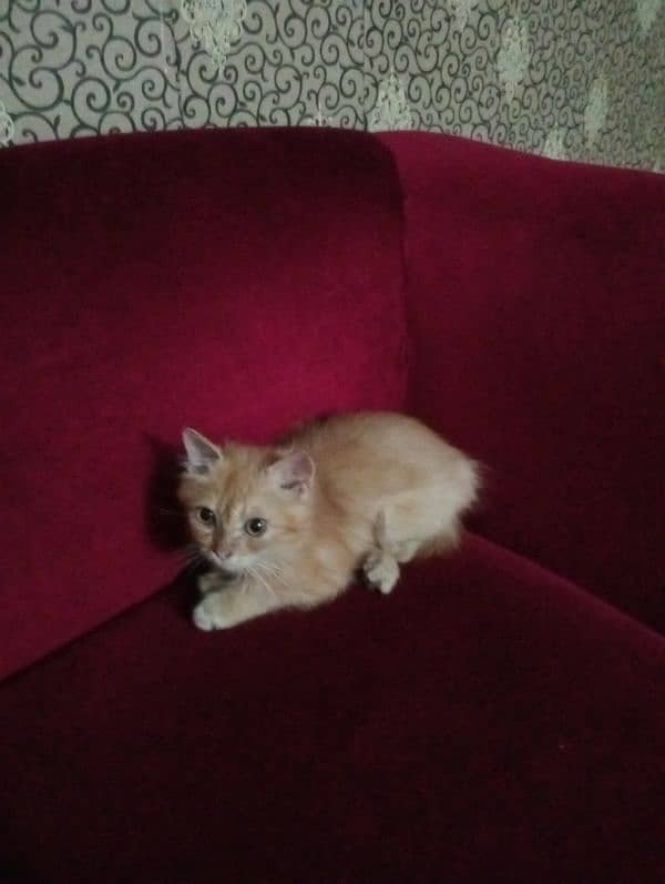 kitten for sale 2