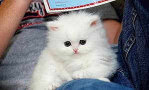 Persian cat My WhatsApp number 0326/74/83/089