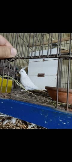 cocktail and budgies