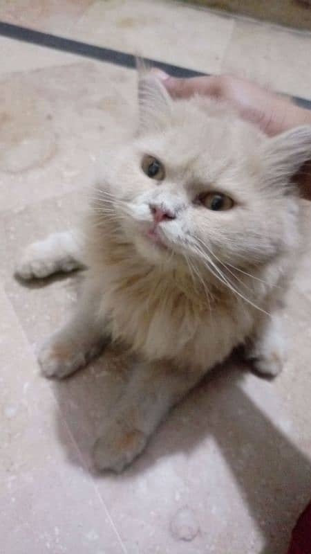 triple coat pure persian female breed,age 3years. . . 2