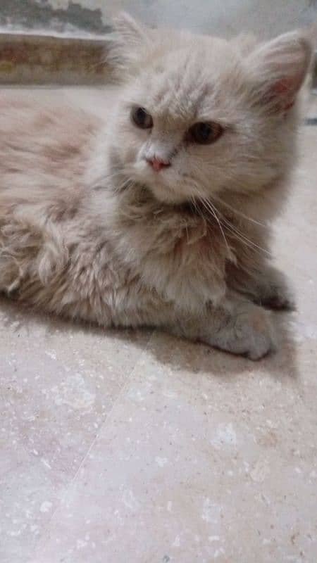 triple coat pure persian female breed,age 3years. . . 3