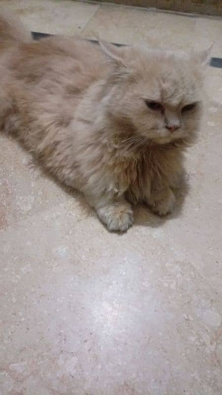 triple coat pure persian female breed,age 3years. . . 4