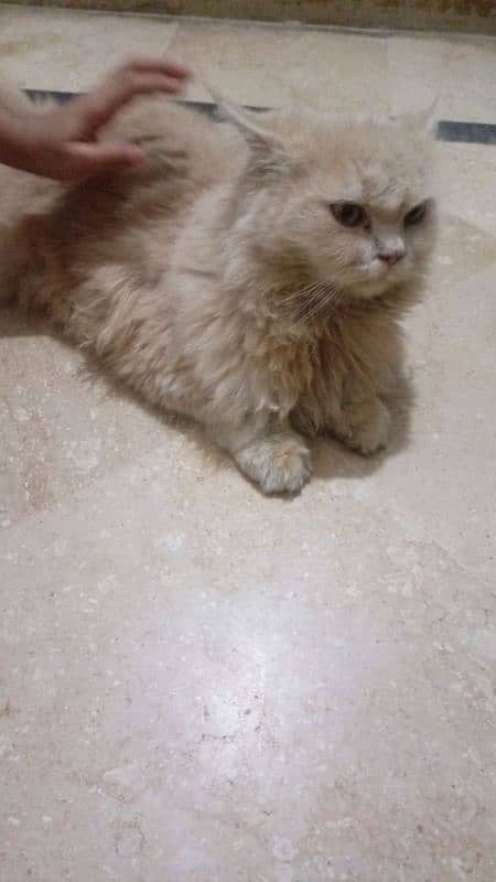 triple coat pure persian female breed,age 3years. . . 5