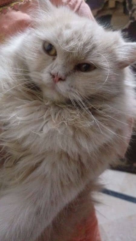 triple coat pure persian female breed,age 3years. . . 6