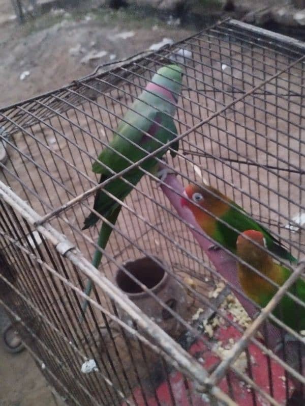 talking Breader male for sale 3