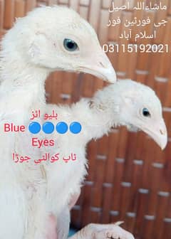 Heera Breeder / Heera Chicks / Heera Murgha/ Aseel