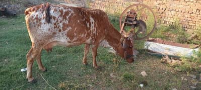 cow for sale with bachi