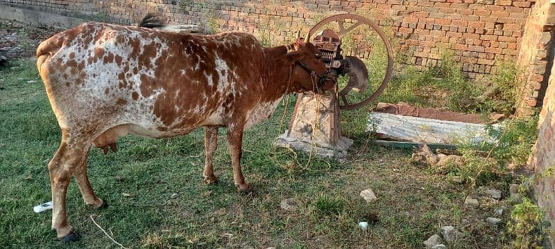 cow for sale with bachi 1