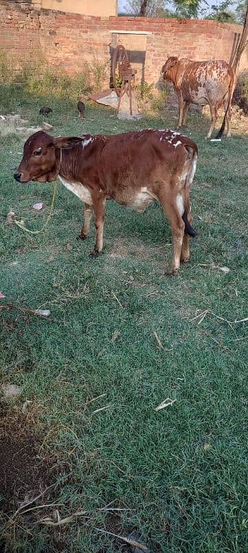 cow for sale with bachi 2