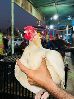 Aseel Murgh Mianwali for sale