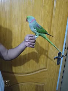 raw parrot hand tame full