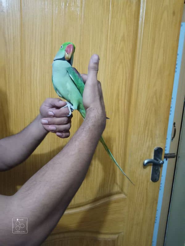 raw parrot hand tame full 1