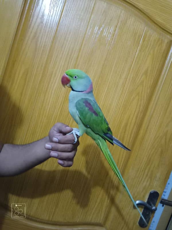 raw parrot hand tame full 2