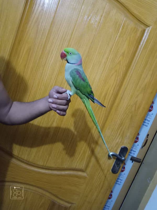 raw parrot hand tame full 3