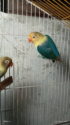 Lovebirds 0