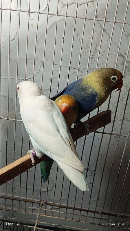 Lovebirds 13