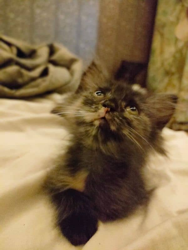 Persian kitten 2