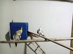 Cockatiel