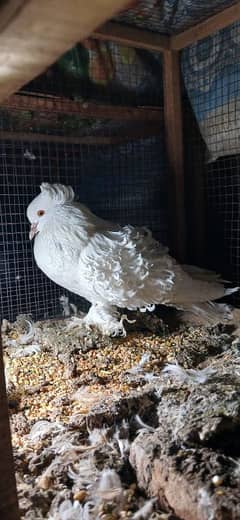 All pigeons healthy and active 0