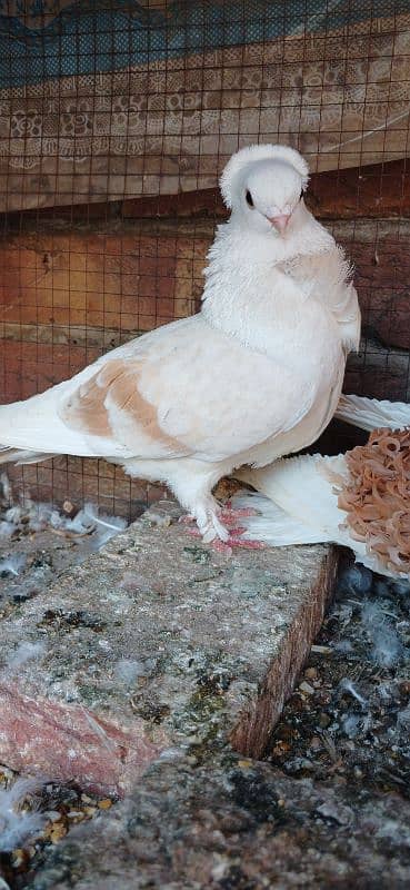 All pigeons healthy and active 1