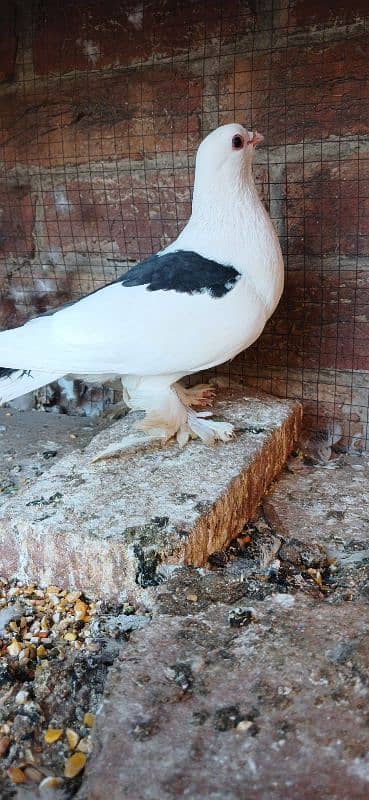 All pigeons healthy and active 3