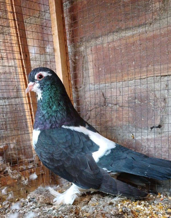 All pigeons healthy and active 5