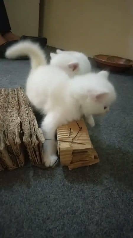 Persian cat for sale vaccine clear my WhatsApp 0329=21=38=556 2