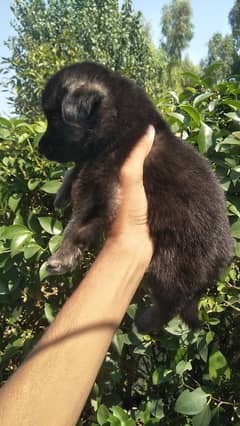 German shepherd puppy for sale 03405027064 Whatsapp number