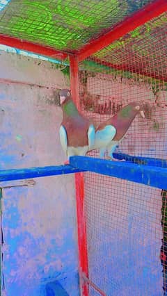 Israily danish pigeons 0