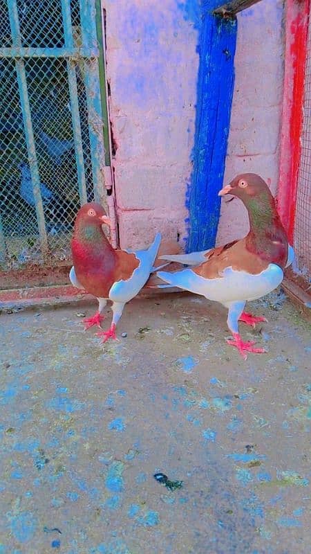 Israily danish pigeons 3