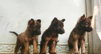 German shepherd triple coat