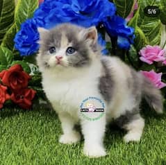 Persian Kittens |Calico|Triple Coated|Punch face