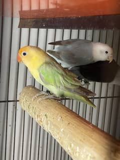 Lovebirds Albino Pastelino Dilute