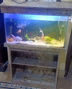 Fish Aquarium