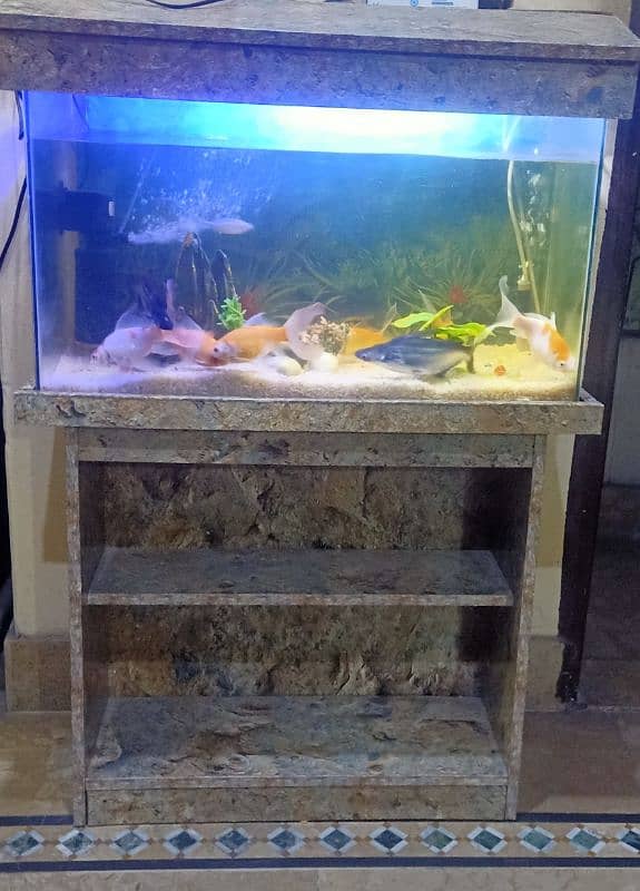 Fish Aquarium 3