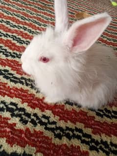 angora Rabbit mix white and black 2 white 2 black 2500 price total 10k