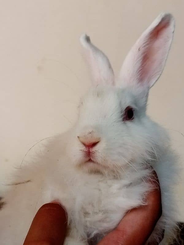 angora Rabbit mix white and black 2 white 2 black 2500 price total 10k 2