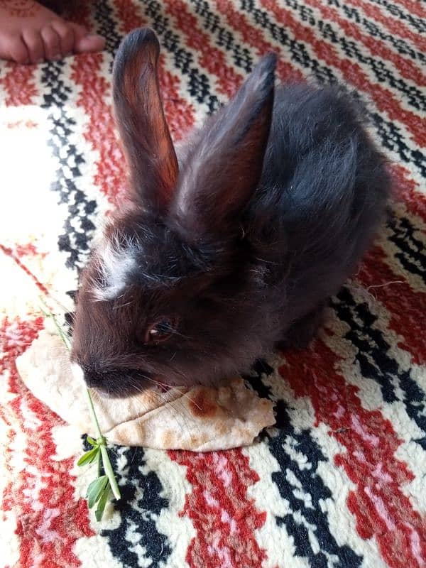 angora Rabbit mix white and black 2 white 2 black 2500 price total 10k 3