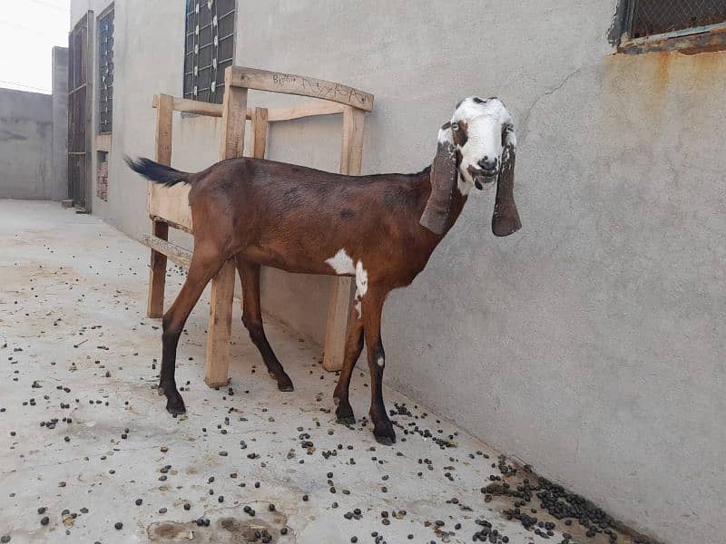 Goats (Makhi cheni or tedi) 1