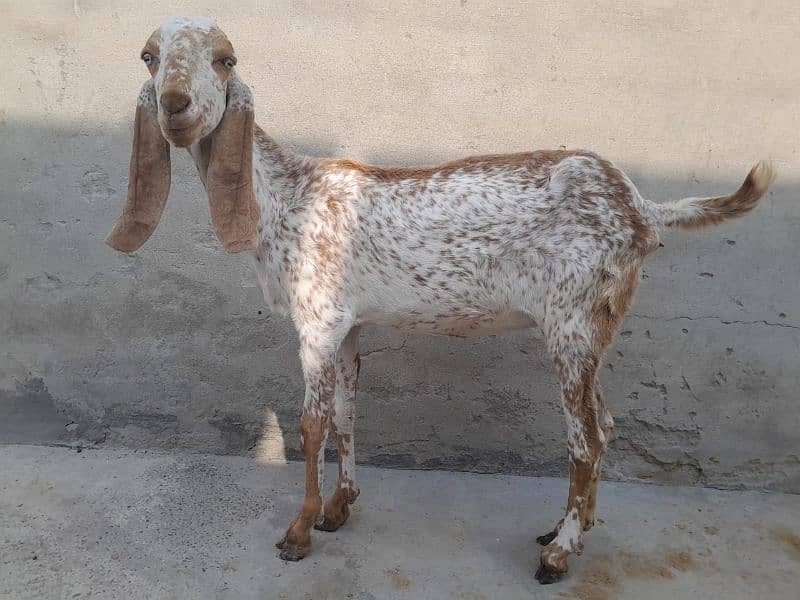 Goats (Makhi cheni or tedi) 2