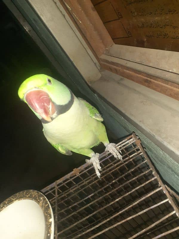 Kashmiri raw parot for sale 1